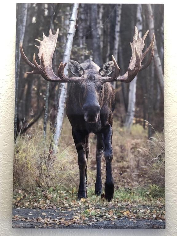 The Moose Crossing Anchorage Exterior foto